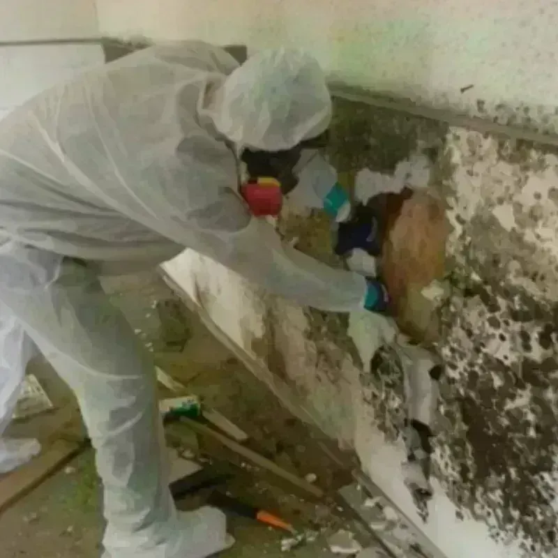 Mold Remediation and Removal in Lake City, SC